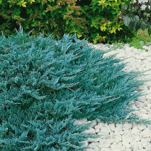 Borievka rozprestretá (Juniperus horizontalis) ´BLUE CHIP´ - priemer rastliny 20-40 cm, kont. C3L